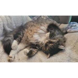 Image of Marvel, Lost Cat
