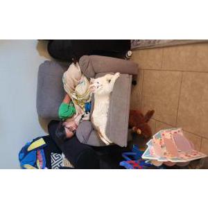 Image of Marty, Lost Cat
