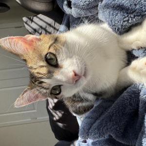 Image of Maverick Holmes, Lost Cat