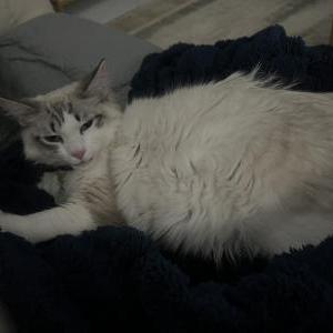 Image of Benji, Lost Cat