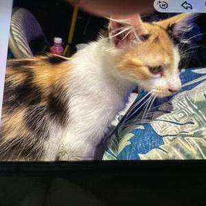 Image of Cutie pie, Lost Cat
