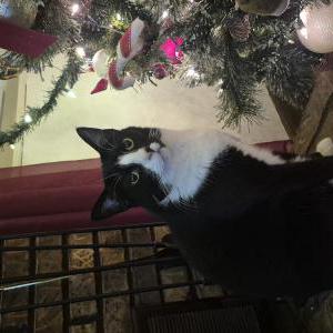 Image of Katara, Lost Cat