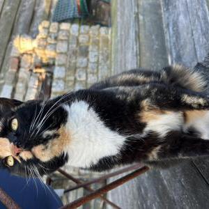 Image of Klover, Lost Cat