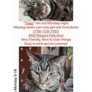 Image of Tiggy, Lost Cat
