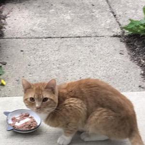 Image of Unknown, Found Cat