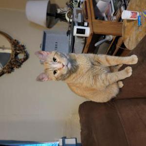 Image of Ello (, Lost Cat