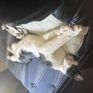 Image of Oreo, Lost Cat