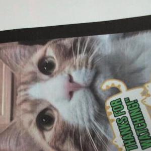 Image of Loco, Lost Cat