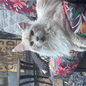 Image of Simba, Lost Cat