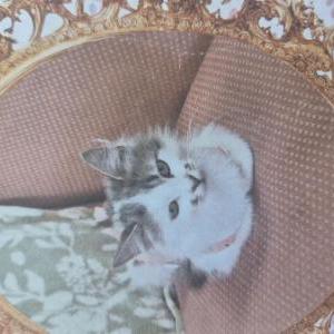Image of Peach, Lost Cat