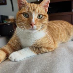 Image of Rocky, Lost Cat