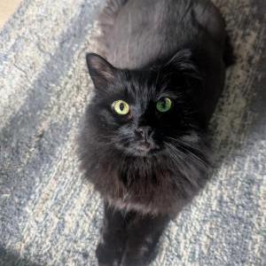 Image of Foof, Lost Cat