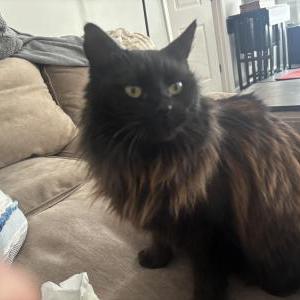 Lost Cat Stormy