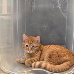 Image of Jerry, Lost Cat