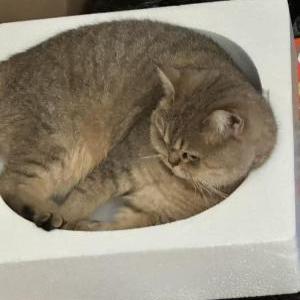 Image of Dong, Lost Cat