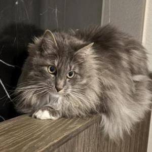 Image of Oliver, Lost Cat