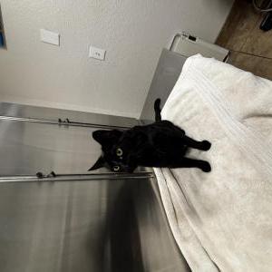 Image of Nala, Lost Cat