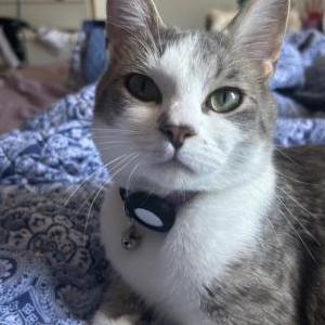 Image of Xeno, Lost Cat