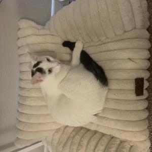 Image of Rosi, Lost Cat