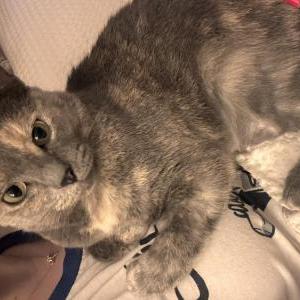 Image of Edie, Lost Cat
