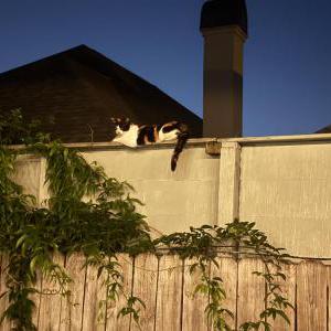 Image of Pumkin, Lost Cat