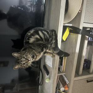 Image of Loki, Lost Cat