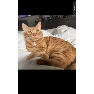 Image of Mesh mesh, Lost Cat