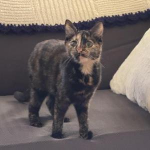 Image of Reese, Lost Cat