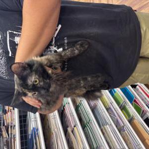Image of Kitty Pretzel, Lost Cat