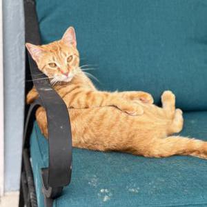 Lost Cat Cheddar