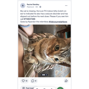 Image of Nyandor, Lost Cat