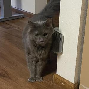 Image of Chiana, Lost Cat