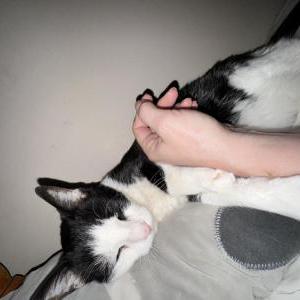 Image of Edgar, Lost Cat