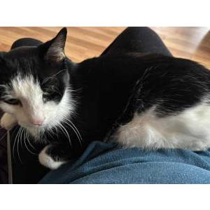 2nd Image of Edgar, Lost Cat