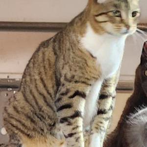 Image of Myles, Lost Cat