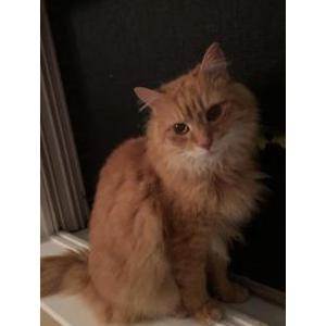 Image of Sunshine, Lost Cat