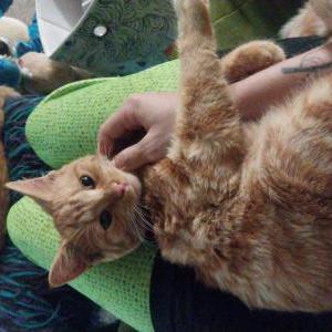 Image of Fireball, Lost Cat
