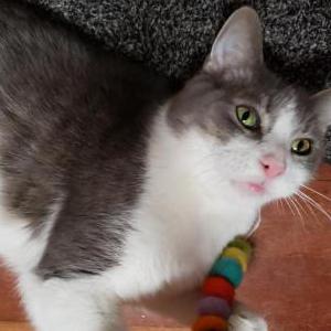 Image of Lenny, Lost Cat