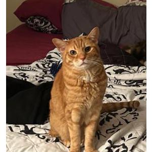 Image of Juliet, Lost Cat
