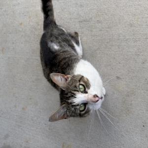 Found Cat Unsure
