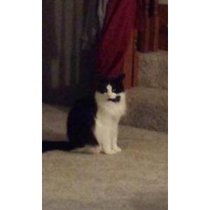 Image of Kasper, Lost Cat