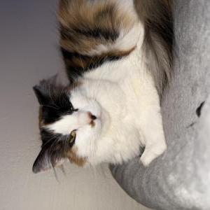 Image of Sarah, Lost Cat