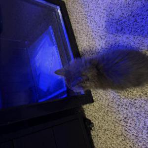 Image of Unknown, Found Cat