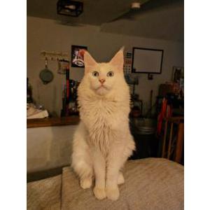 Image of Gojo, Lost Cat
