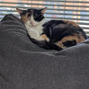 Image of Baby kitty, Lost Cat