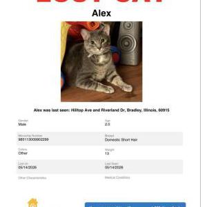 Image of Alex, Lost Cat