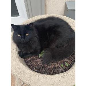 Image of Shadow, Lost Cat