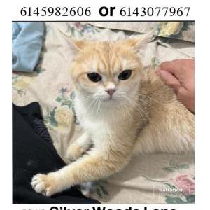 Lost Cat Baby