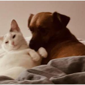Image of Molly (Molly Pop), Lost Cat