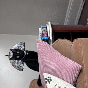 Image of Marceline, Lost Cat
